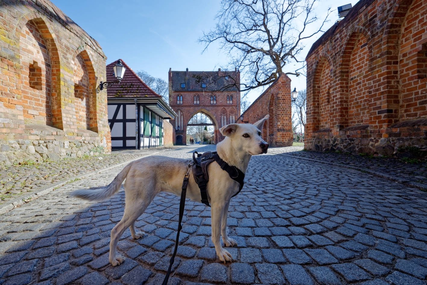 Neubrandenburg z psem — wypad za granicę pociągiem ze Szczecina